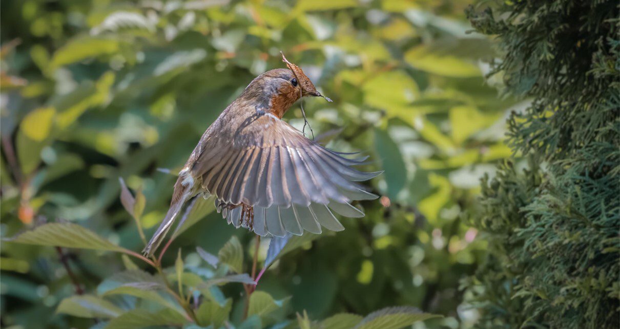 Landscape images for online use